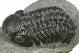 Detailed Austerops Trilobite - Ofaten, Morocco #372444-1